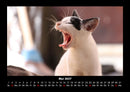 Für Katzenfreunde Fotokalender 2027 - 5