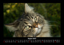 Für Katzenfreunde Fotokalender 2027 - 8