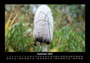 Pilzkalender Fotokalender 2027 - 9