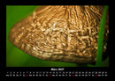 Pilzkalender Fotokalender 2027 - 3