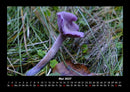 Pilzkalender Fotokalender 2027 - 5
