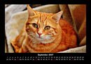 Für Katzenfreunde Fotokalender 2027 - 9
