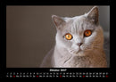 Für Katzenfreunde Fotokalender 2027 - 10