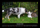 Für Katzenfreunde Fotokalender 2027 - 12