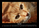 Für Katzenfreunde Fotokalender 2027 - 5