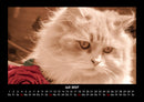 Für Katzenfreunde Fotokalender 2027 - 7
