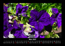 Blumenzauber Fotokalender 2027 - 3