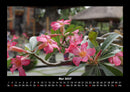 Blumenzauber Fotokalender 2027 - 5