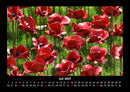 Blumenzauber Fotokalender 2027 - 7