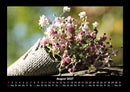 Blumenzauber Fotokalender 2027 - 8