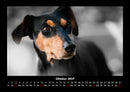 Hundezauber Fotokalender 2027 - 10