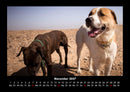 Hundezauber Fotokalender 2027 - 11