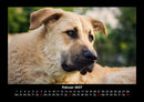 Hundezauber Fotokalender 2027 - 2