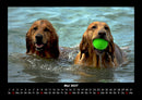 Hundezauber Fotokalender 2027 - 5