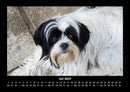 Hundezauber Fotokalender 2027 - 7