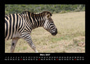 Der Tierkalender Fotokalender 2027 - 3