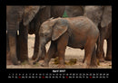 Der Tierkalender Fotokalender 2027 - 4