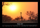 Giraffen Fotokalender 2027 - 10