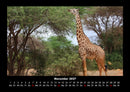Giraffen Fotokalender 2027 - 11