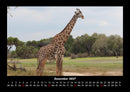 Giraffen Fotokalender 2027 - 12