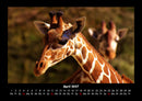 Giraffen Fotokalender 2027 - 4