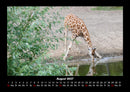 Giraffen Fotokalender 2027 - 8