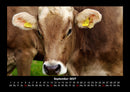 Kuhkalender Fotokalender 2027 - 9