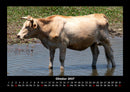 Kuhkalender Fotokalender 2027 - 10
