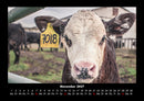 Kuhkalender Fotokalender 2027 - 11