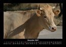 Kuhkalender Fotokalender 2027 - 12