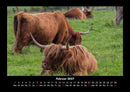 Kuhkalender Fotokalender 2027 - 2