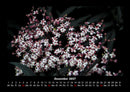 Blumenzauber Fotokalender 2027 - 12