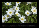 Blumenzauber Fotokalender 2027 - 1