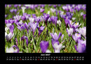 Blumenzauber Fotokalender 2027 - 6