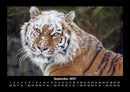 Tiger Fotokalender 2027 - 9