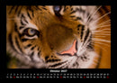 Tiger Fotokalender 2027 - 10