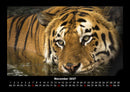 Tiger Fotokalender 2027 - 11