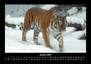Tiger Fotokalender 2027 - 1
