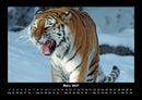 Tiger Fotokalender 2027 - 3