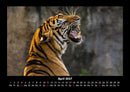 Tiger Fotokalender 2027 - 4
