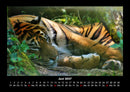Tiger Fotokalender 2027 - 6