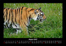 Tiger Fotokalender 2027 - 8