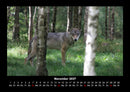 Bäume Fotokalender 2027 - 11
