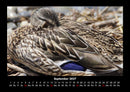 Enten Fotokalender 2027 - 9