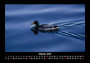 Enten Fotokalender 2027 - 10