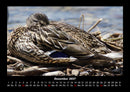 Enten Fotokalender 2027 - 12