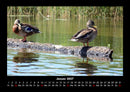 Enten Fotokalender 2027 - 1