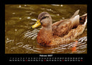 Enten Fotokalender 2027 - 2