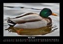 Enten Fotokalender 2027 - 3