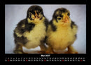 Enten Fotokalender 2027 - 5